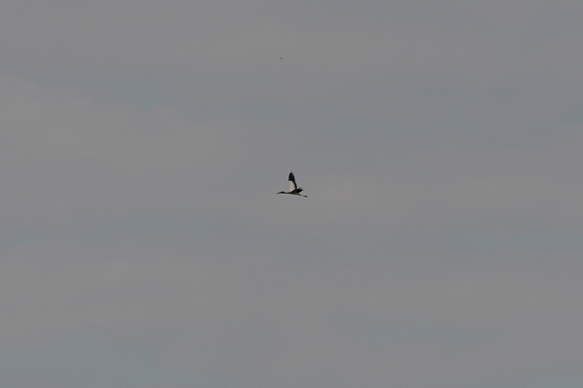 Wood Stork - ML150415821