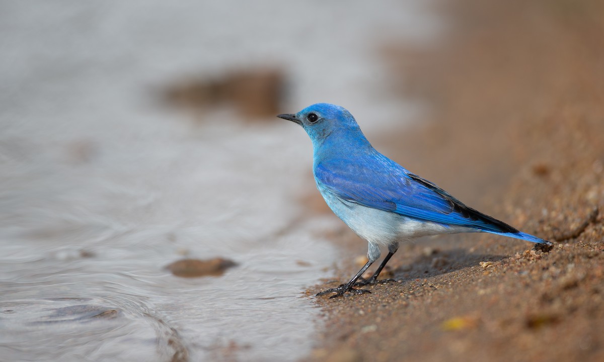 Mountain Bluebird - ML150418551