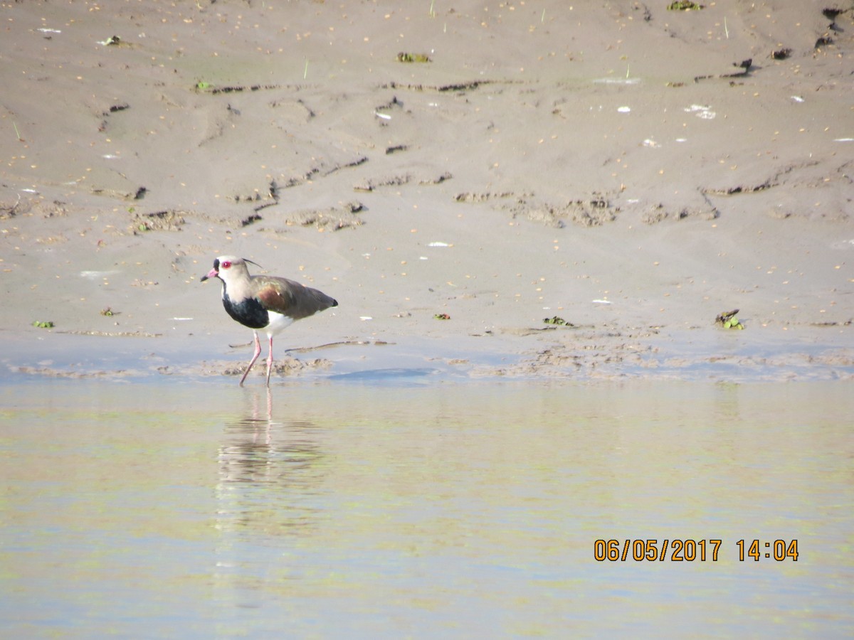 Southern Lapwing - ML150418571