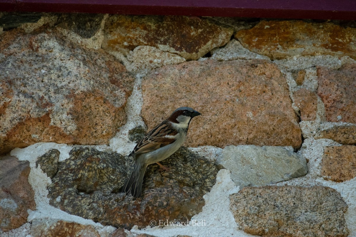 House Sparrow - Edward Bell