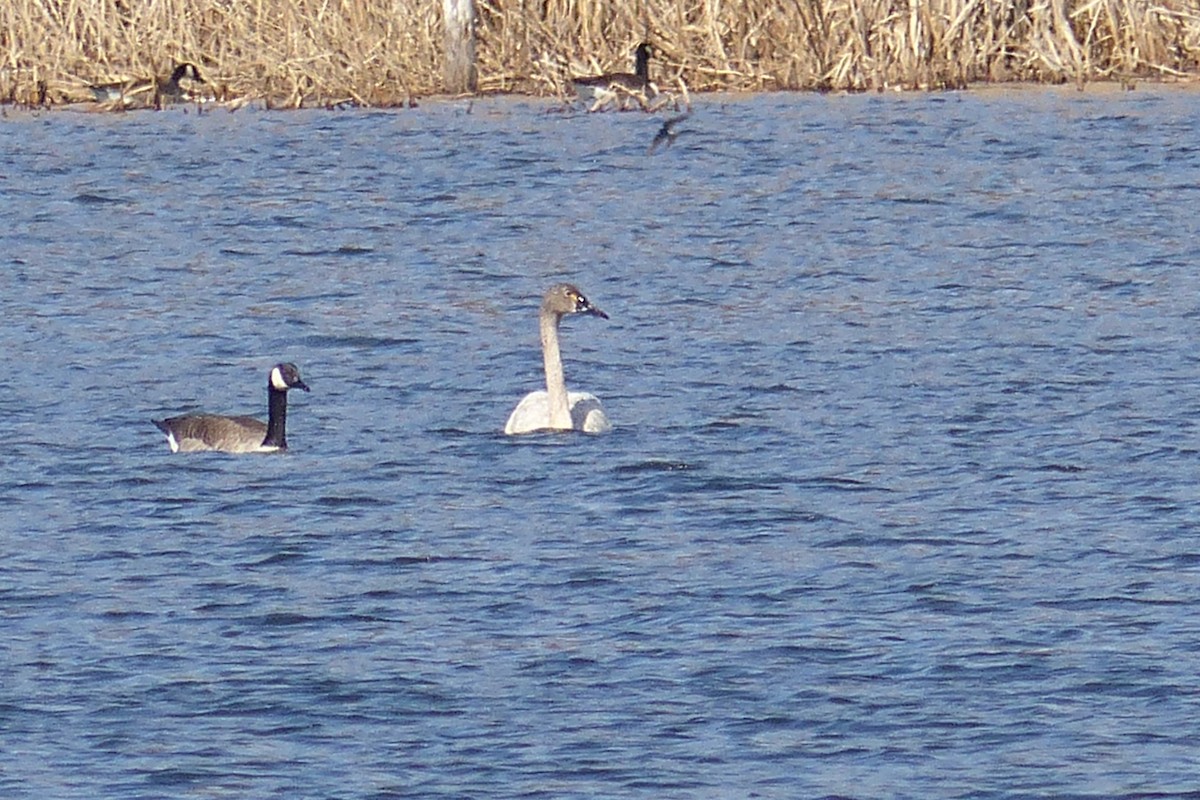 Tundra Swan - ML150421131