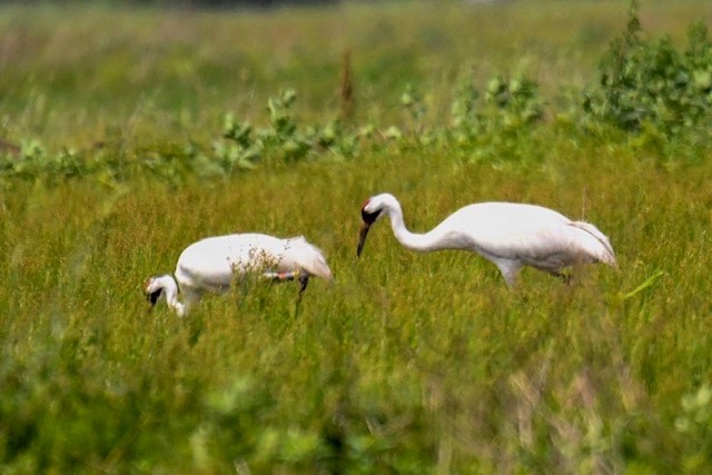 Whooping Crane - ML150422311