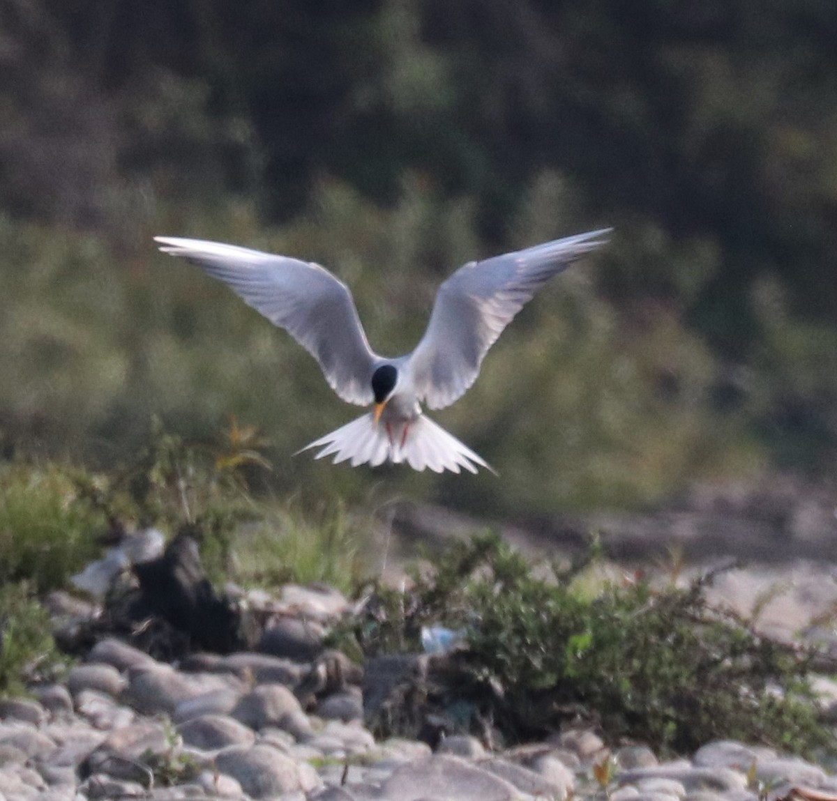 River Tern - Loch Kilpatrick