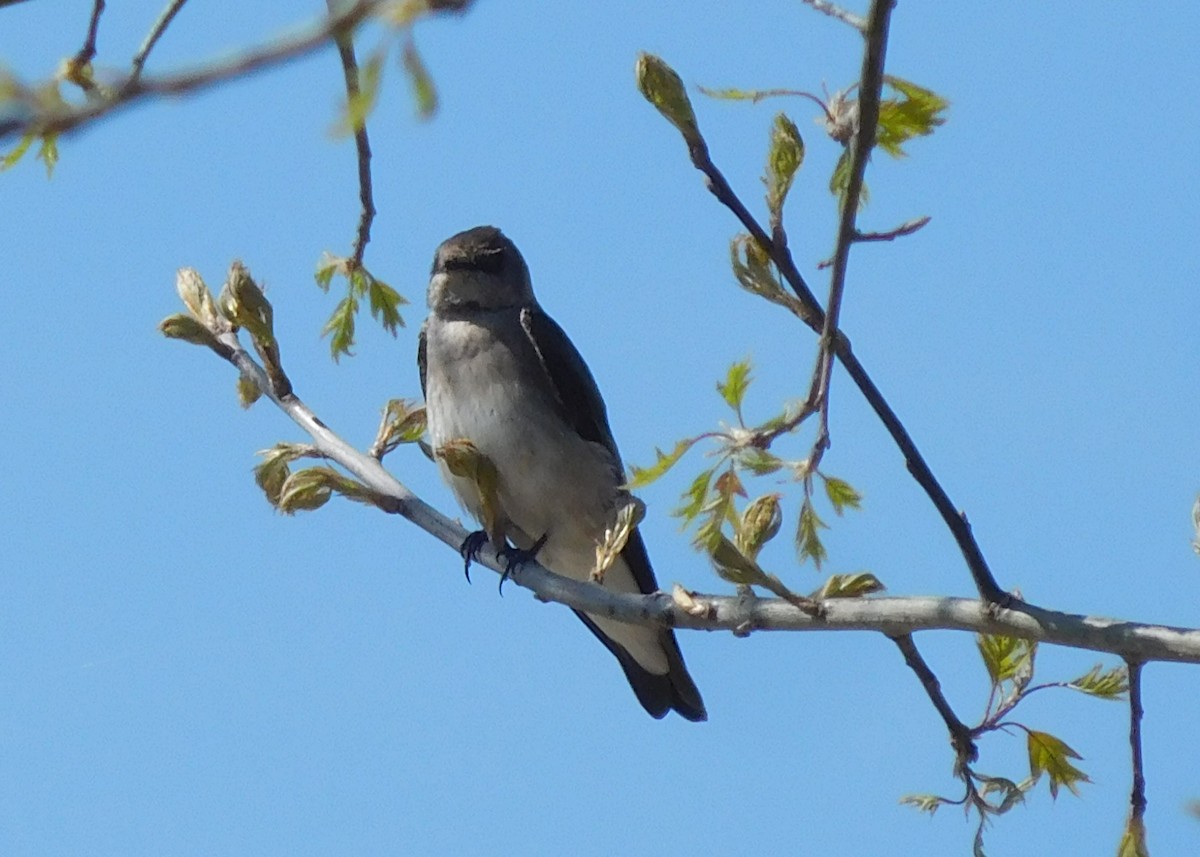 Hirondelle à ailes hérissées - ML150423281