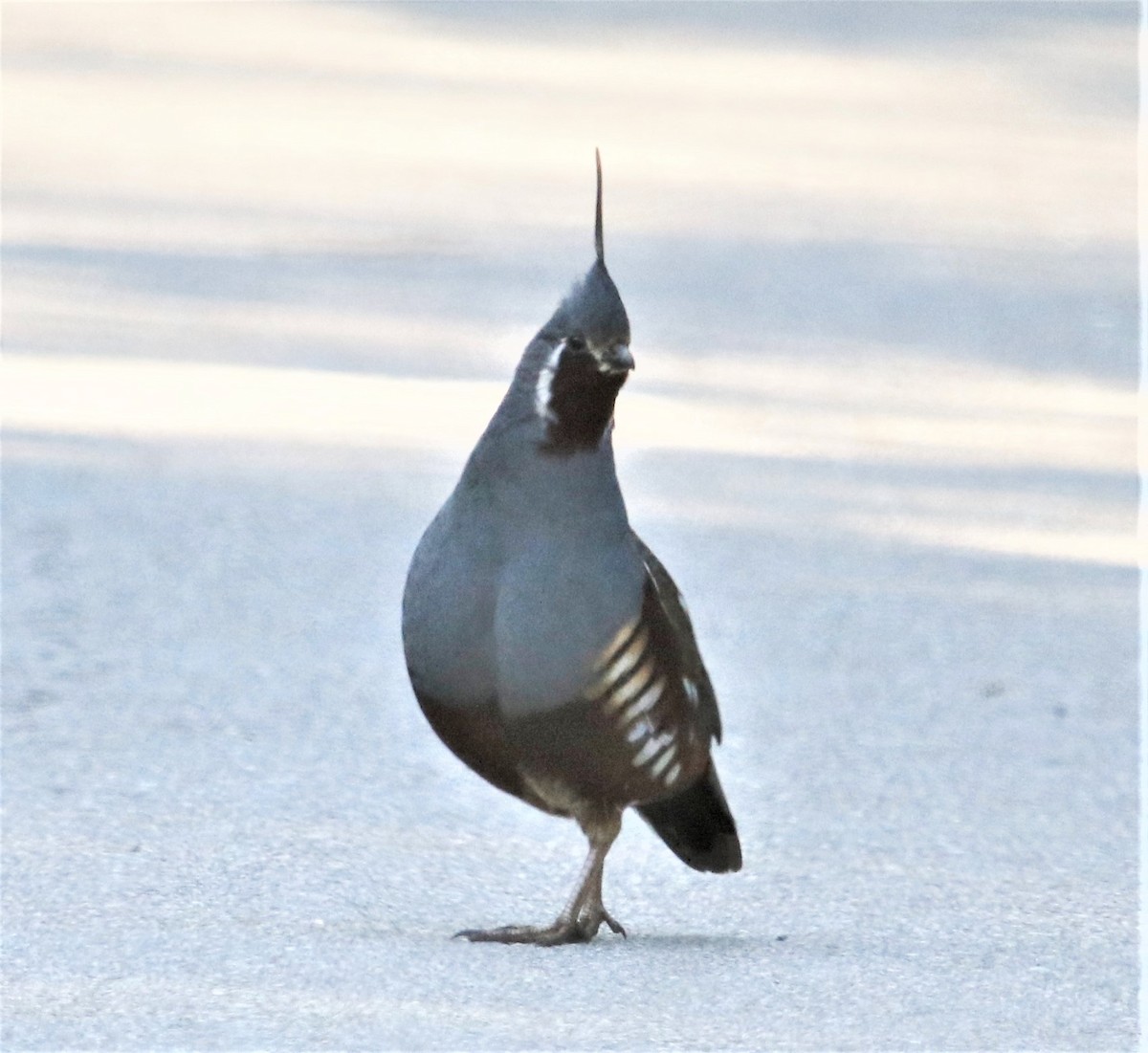 Mountain Quail - Ann Vaughan