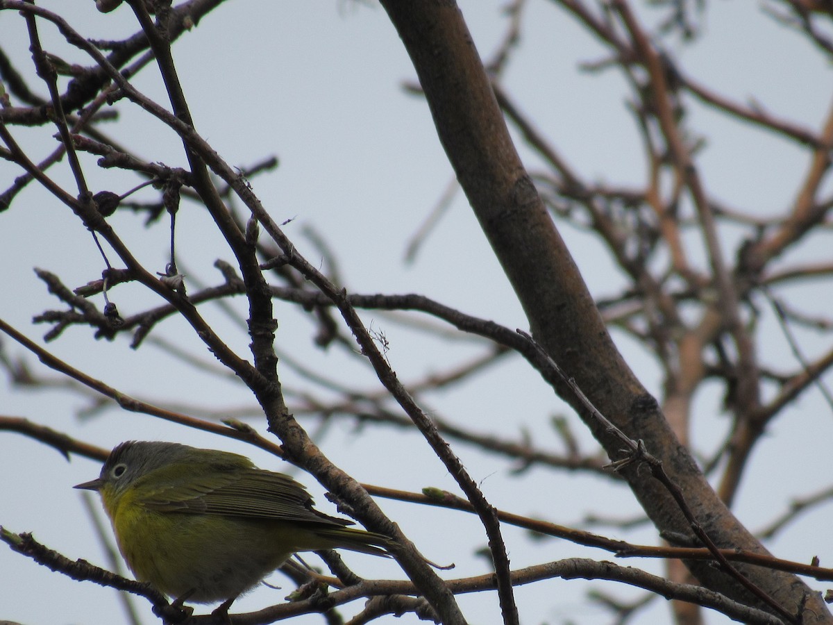 Nashville Warbler - ML150424771