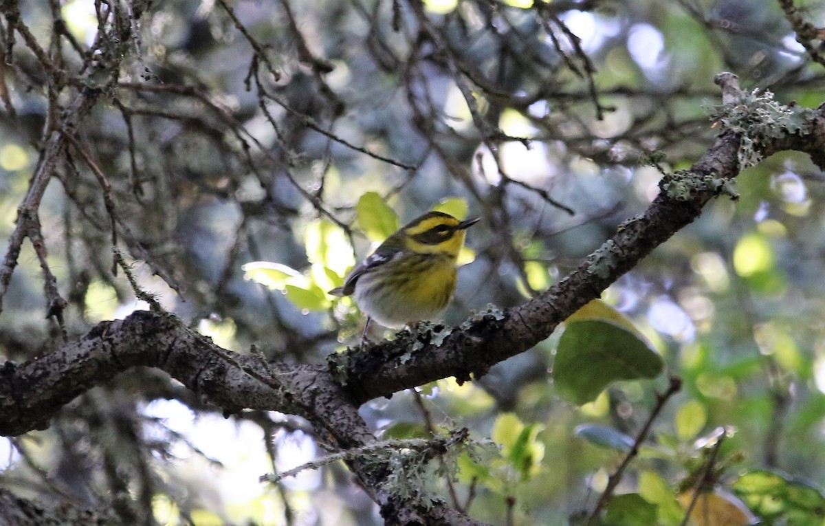 Townsend's Warbler - ML150424791