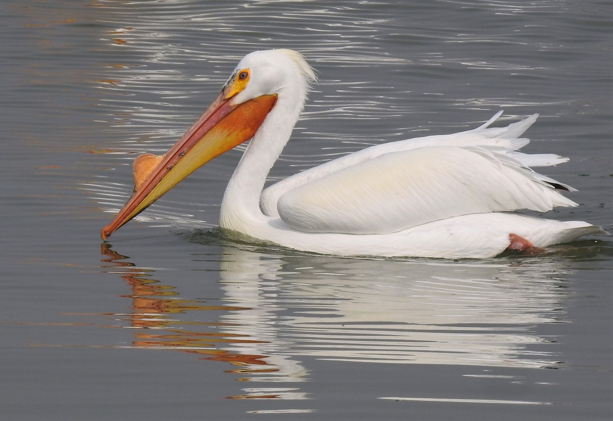 American White Pelican - Joanne Muis Redwood