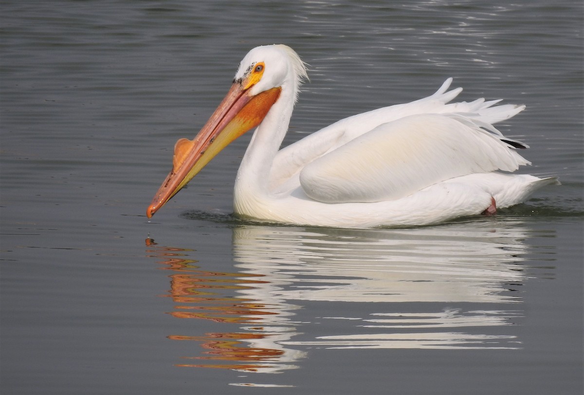 American White Pelican - Joanne Muis Redwood