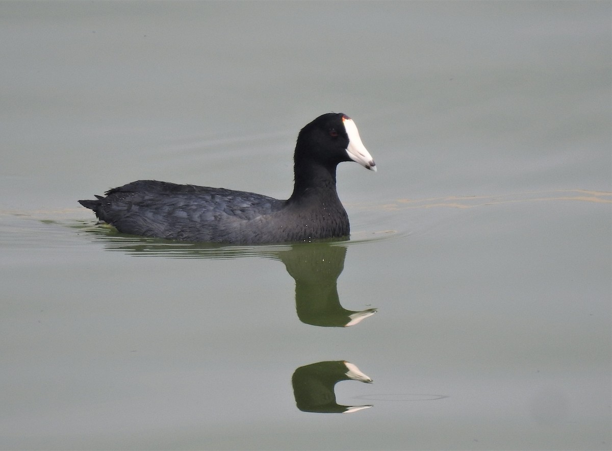 American Coot - Joanne Muis Redwood