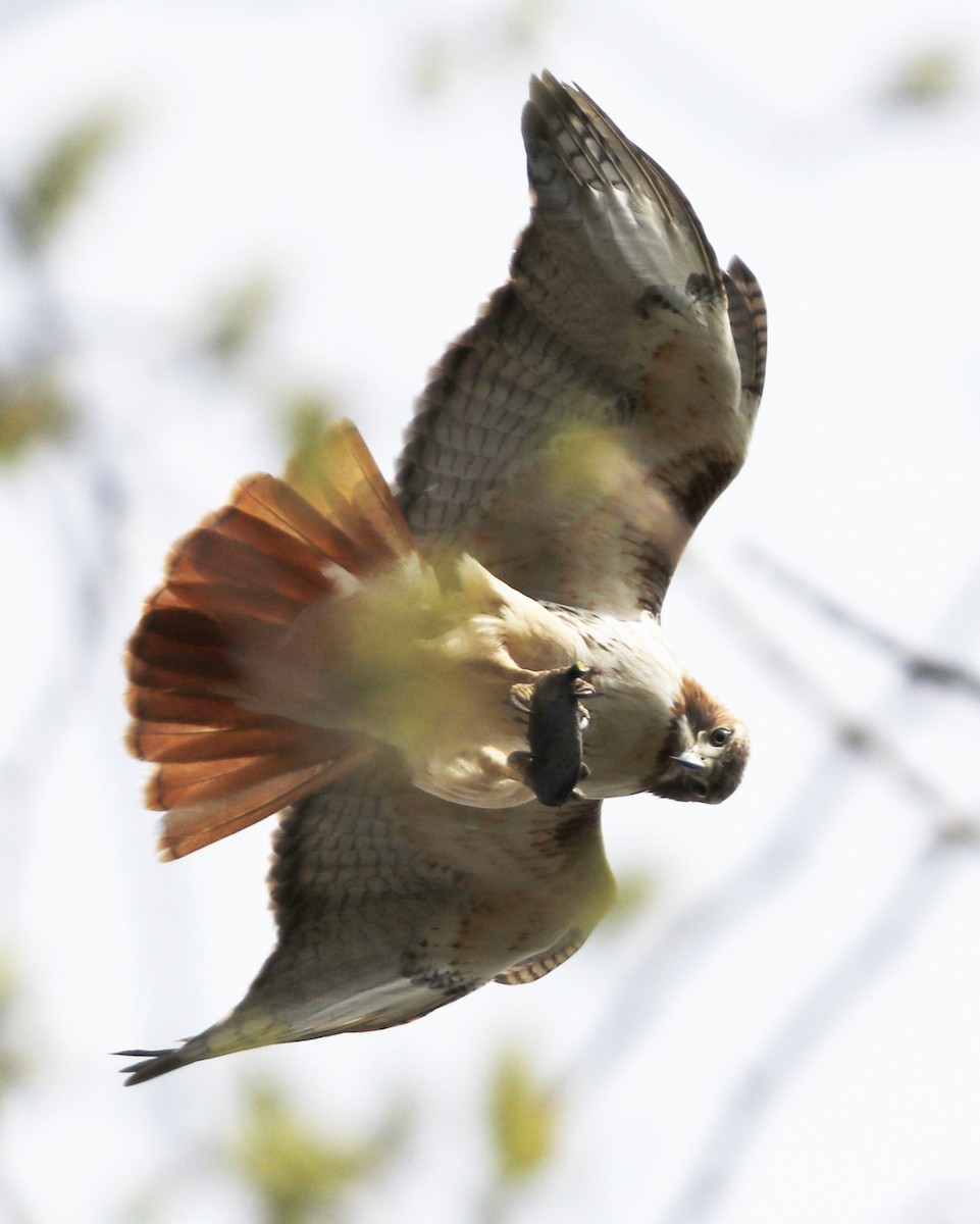 Red-tailed Hawk - ML150426001