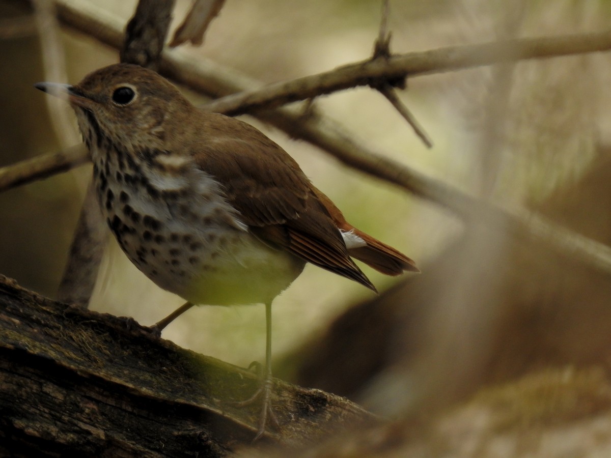 Hermit Thrush - Cindy Ploch