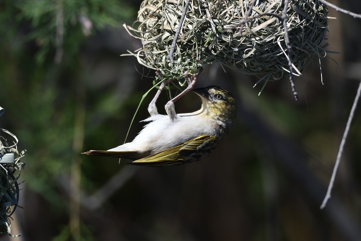 Black-headed Weaver - ML150429041