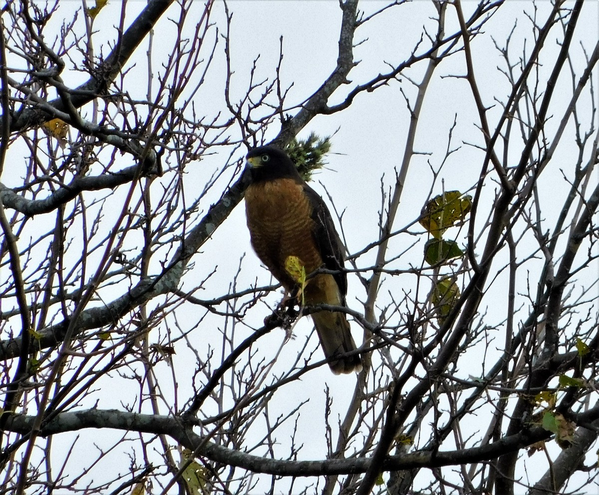 Roadside Hawk - Nicolás Bejarano