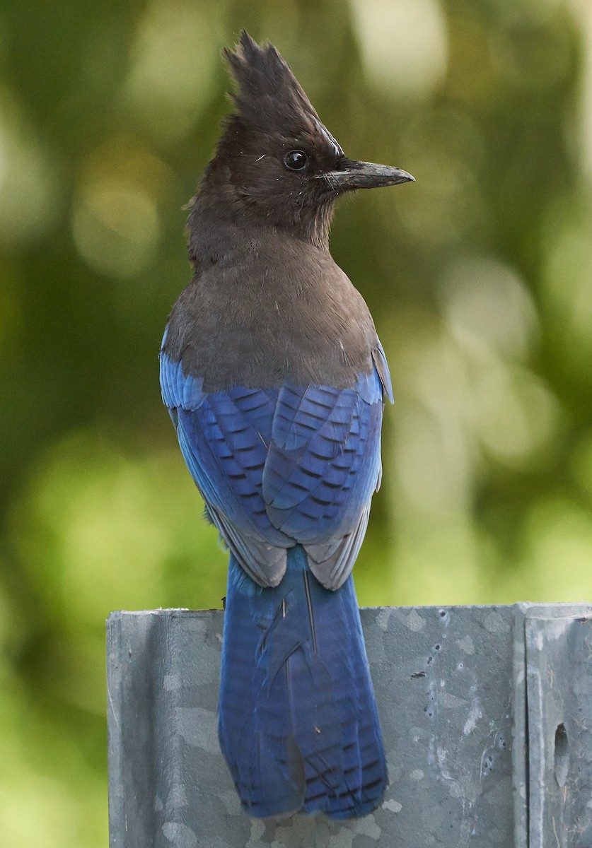 Steller's Jay - Brooke Miller