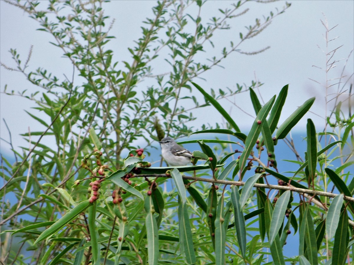 White-crested Tyrannulet (White-bellied) - ML150429801