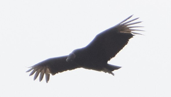 Black Vulture - ML150430641