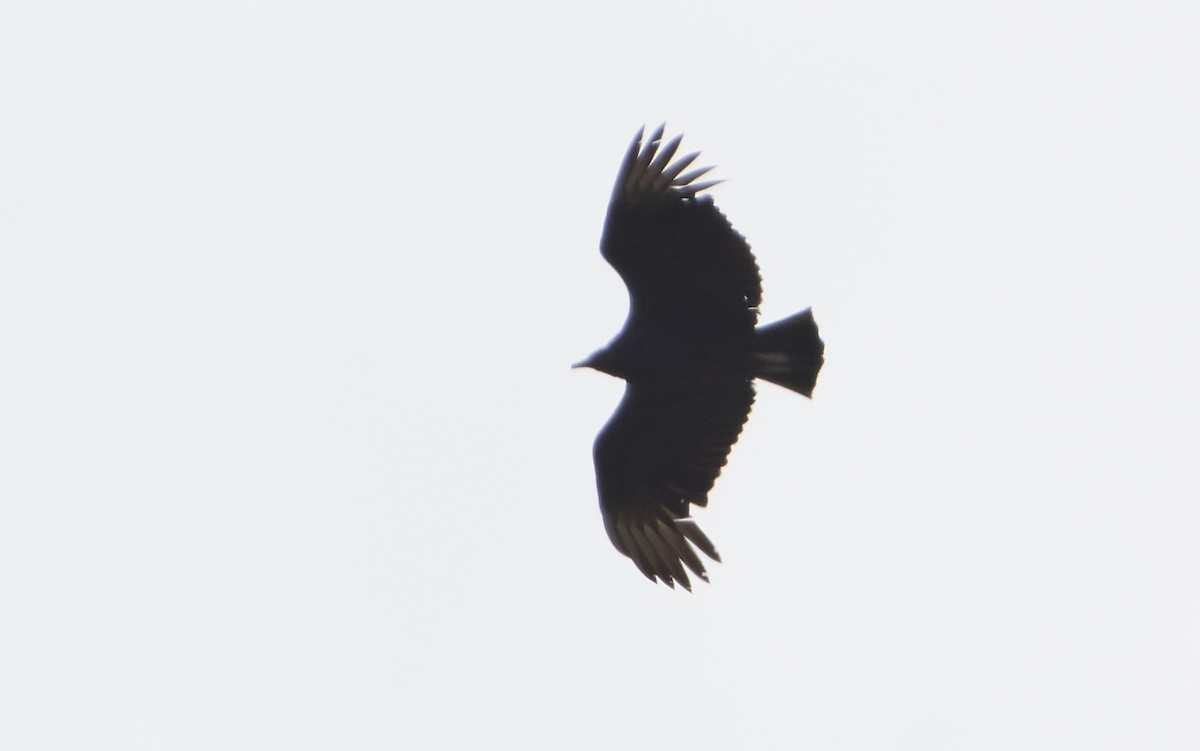 Black Vulture - ML150430661