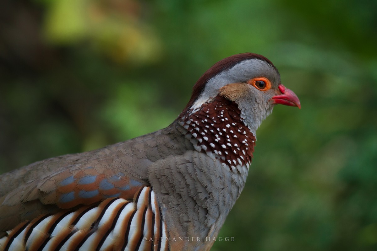 Barbary Partridge - Alexander Hagge