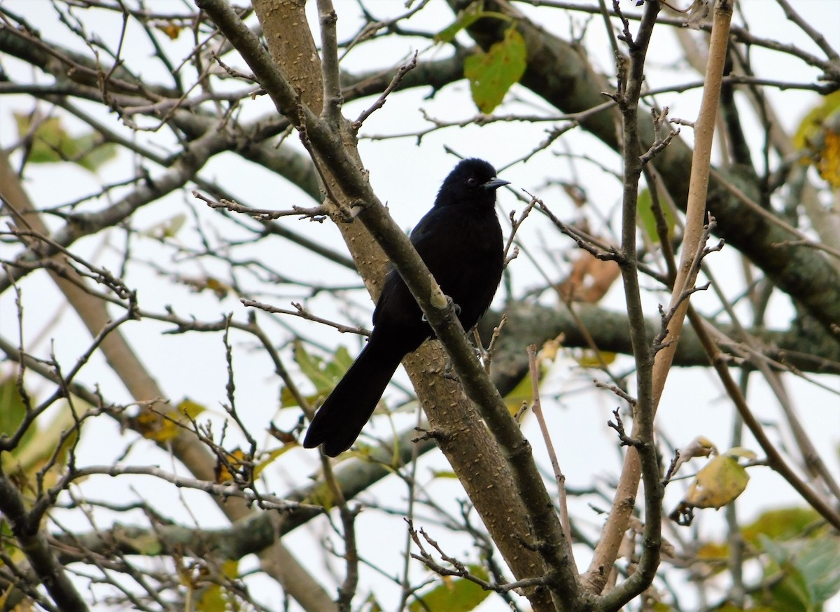 Variable Oriole - Nicolás Bejarano