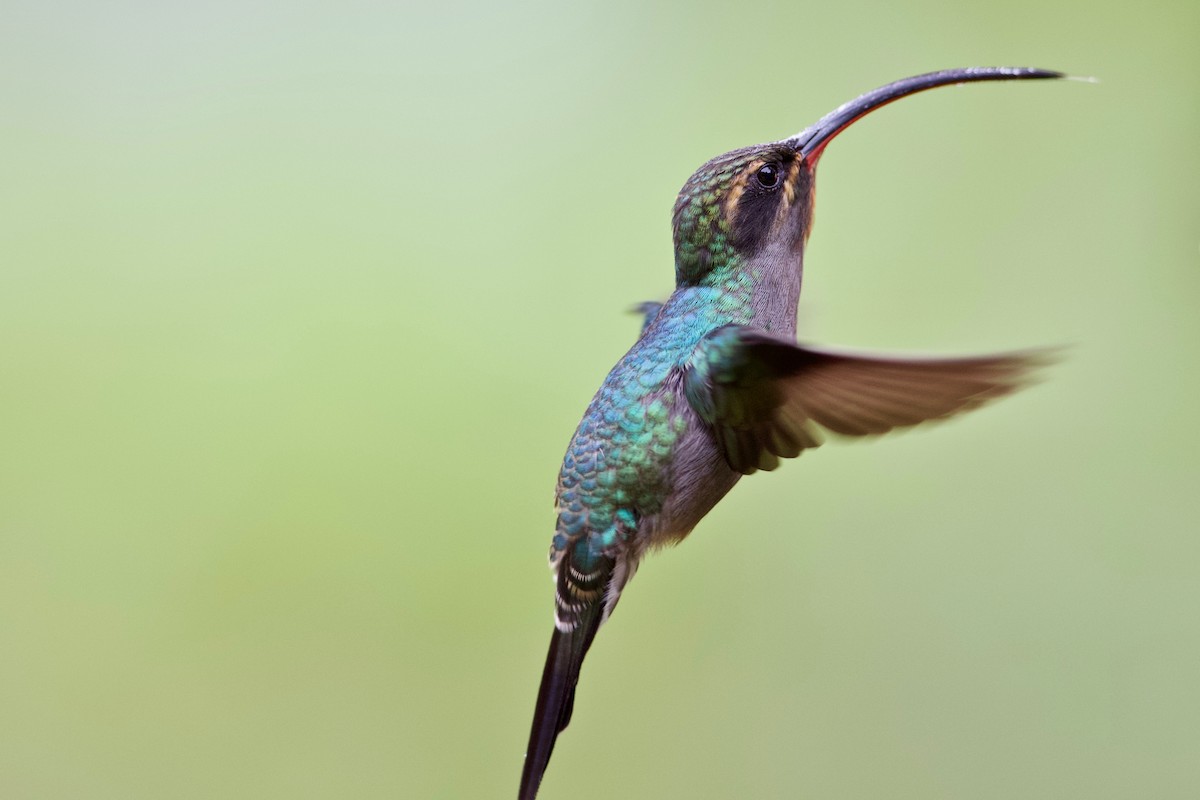 kolibřík šedobřichý - ML150430901