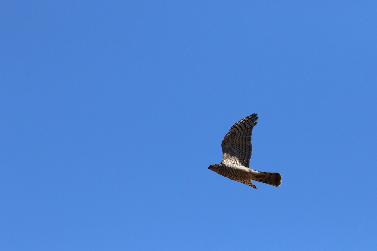 Eurasian Sparrowhawk - Atsushi Shimazaki