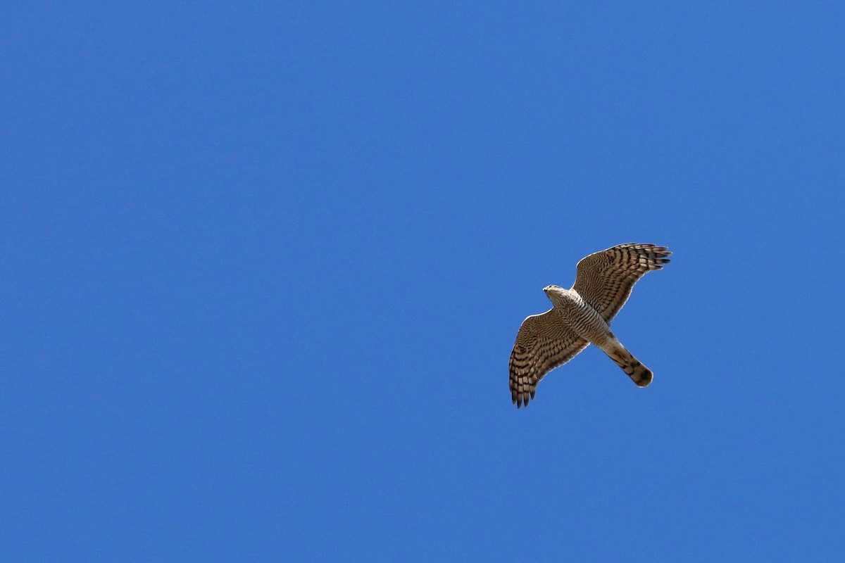 Eurasian Sparrowhawk - Atsushi Shimazaki