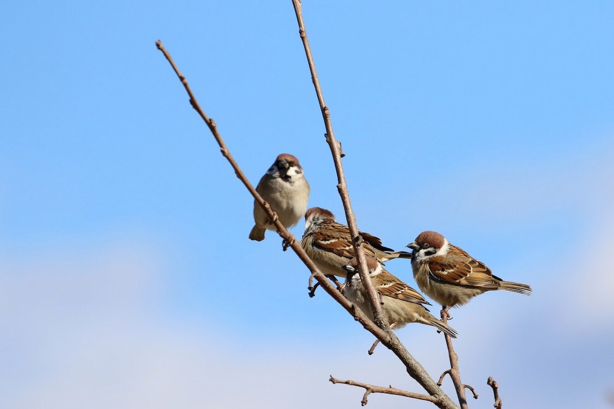 Eurasian Tree Sparrow - Atsushi Shimazaki