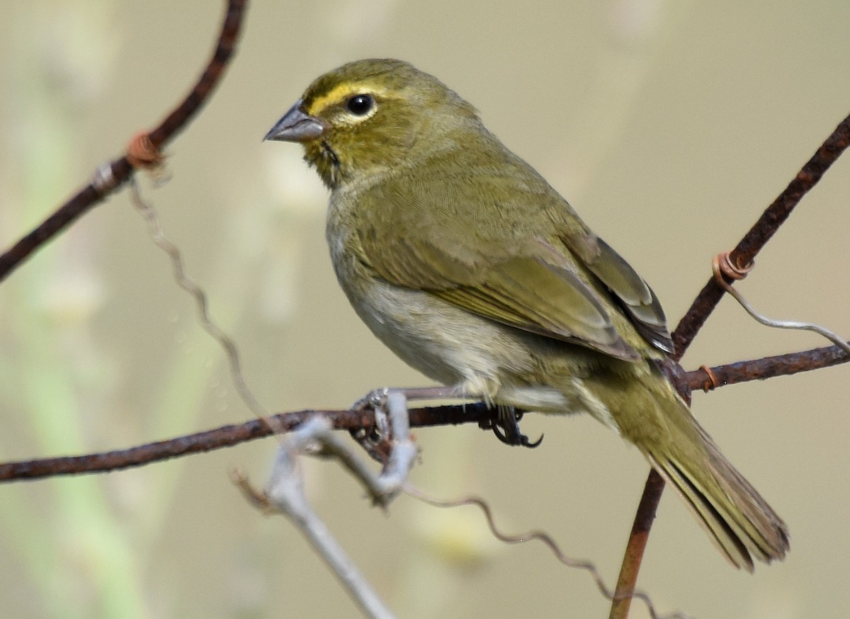 Yellow-faced Grassquit - ML150432121