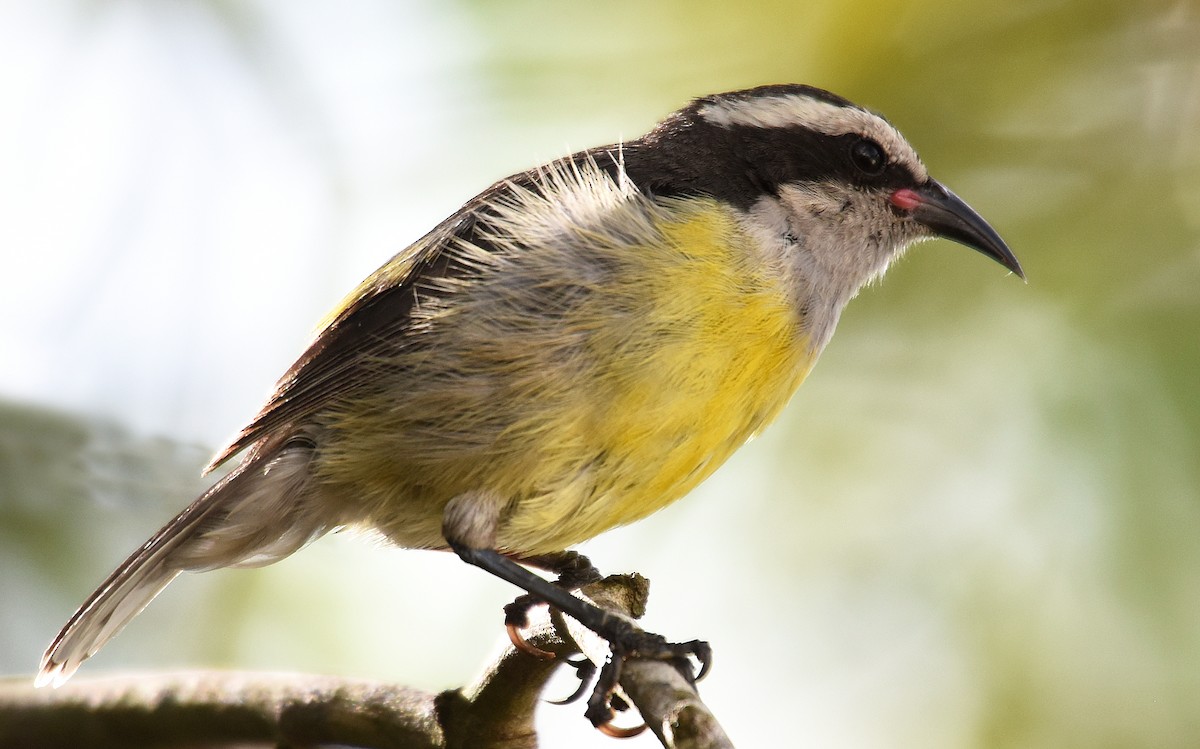 Bananaquit - ML150432301