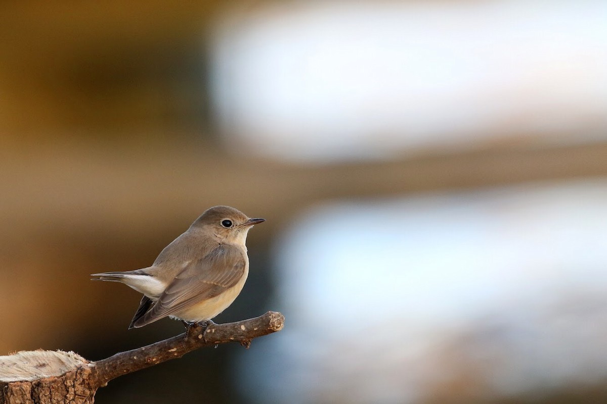 Red-breasted Flycatcher - Atsushi Shimazaki