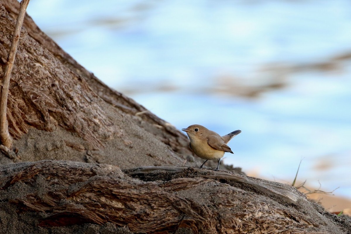 Red-breasted Flycatcher - ML150432511