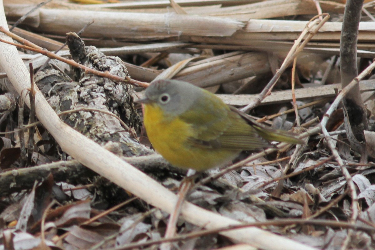 Nashville Warbler - ML150432951