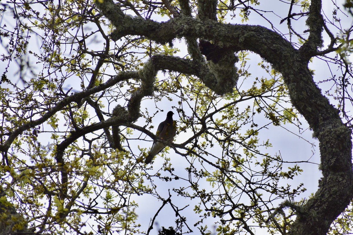 Band-tailed Pigeon - ML150433311