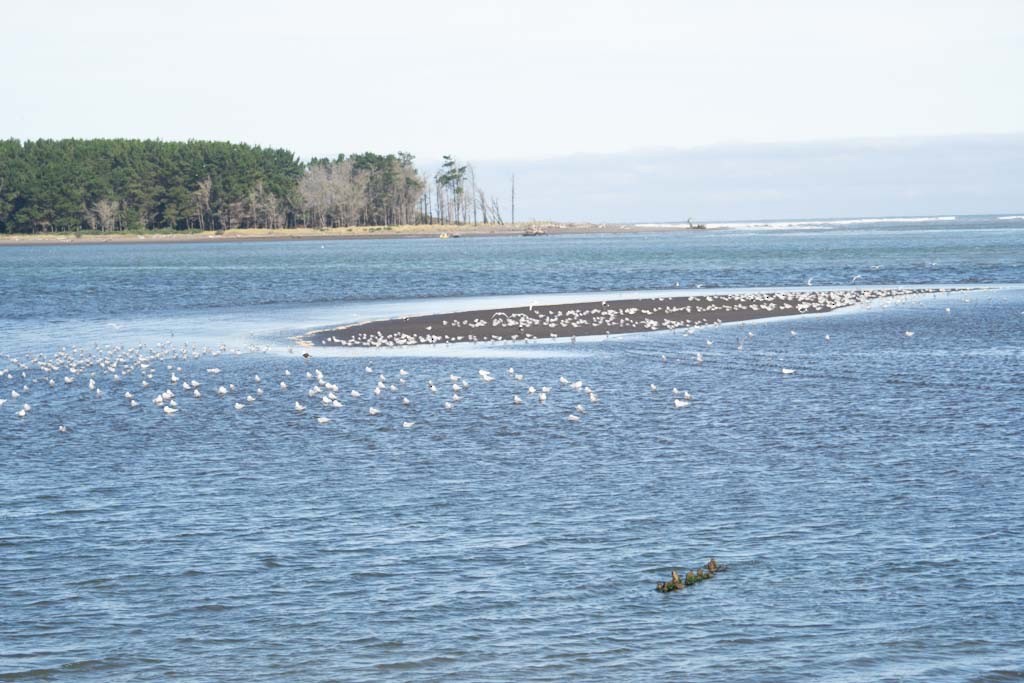 South American Tern - ML150433891