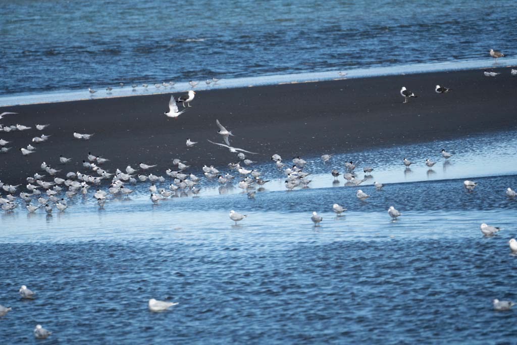 South American Tern - ML150434791