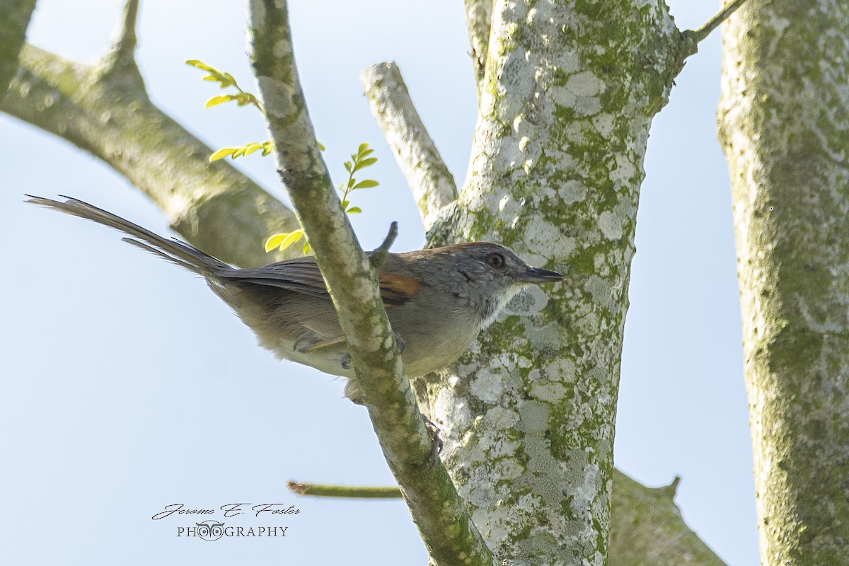 Pale-breasted Spinetail - ML150435921
