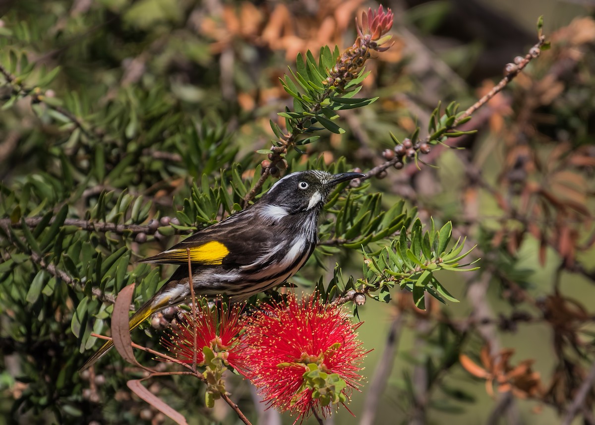 New Holland Honeyeater - ML150436311