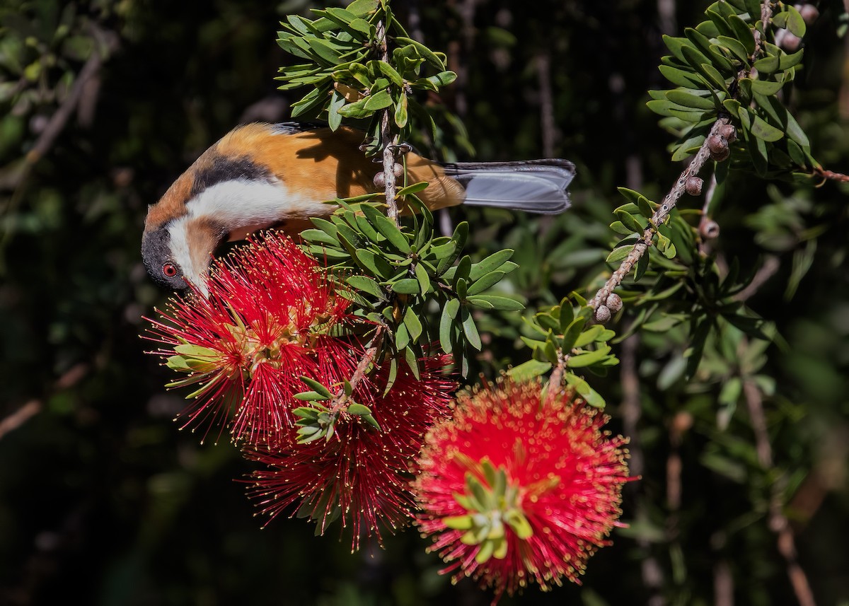 Eastern Spinebill - ML150436361