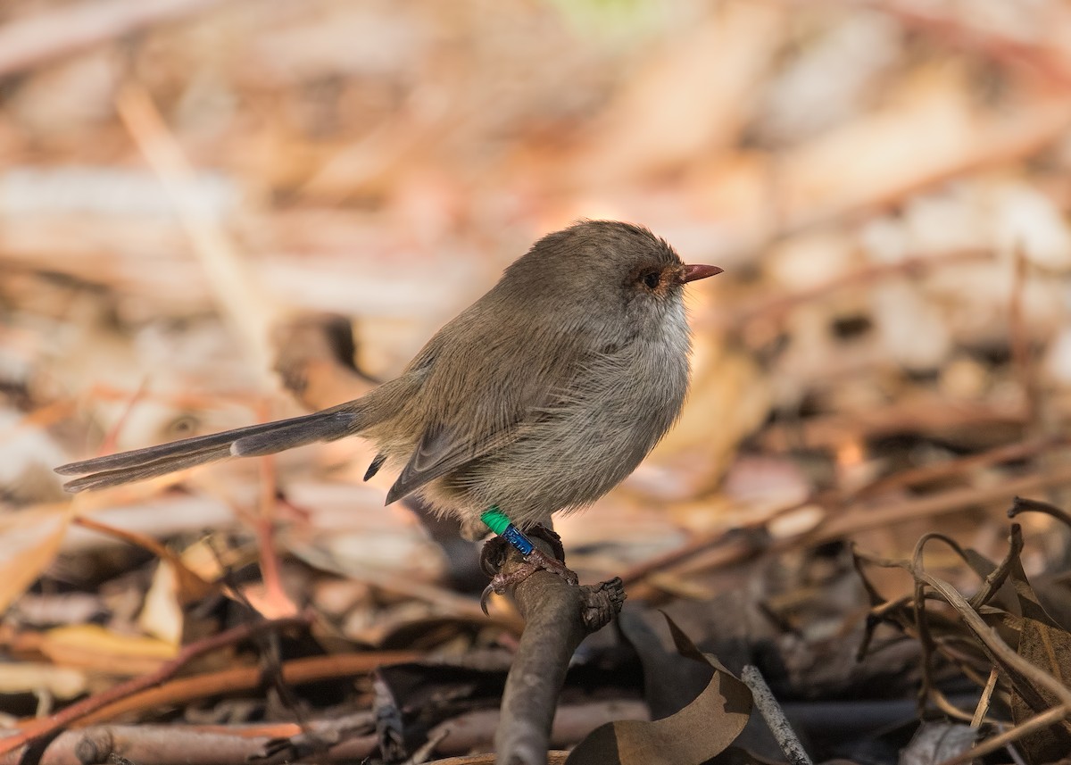 Superb Fairywren - ML150436381