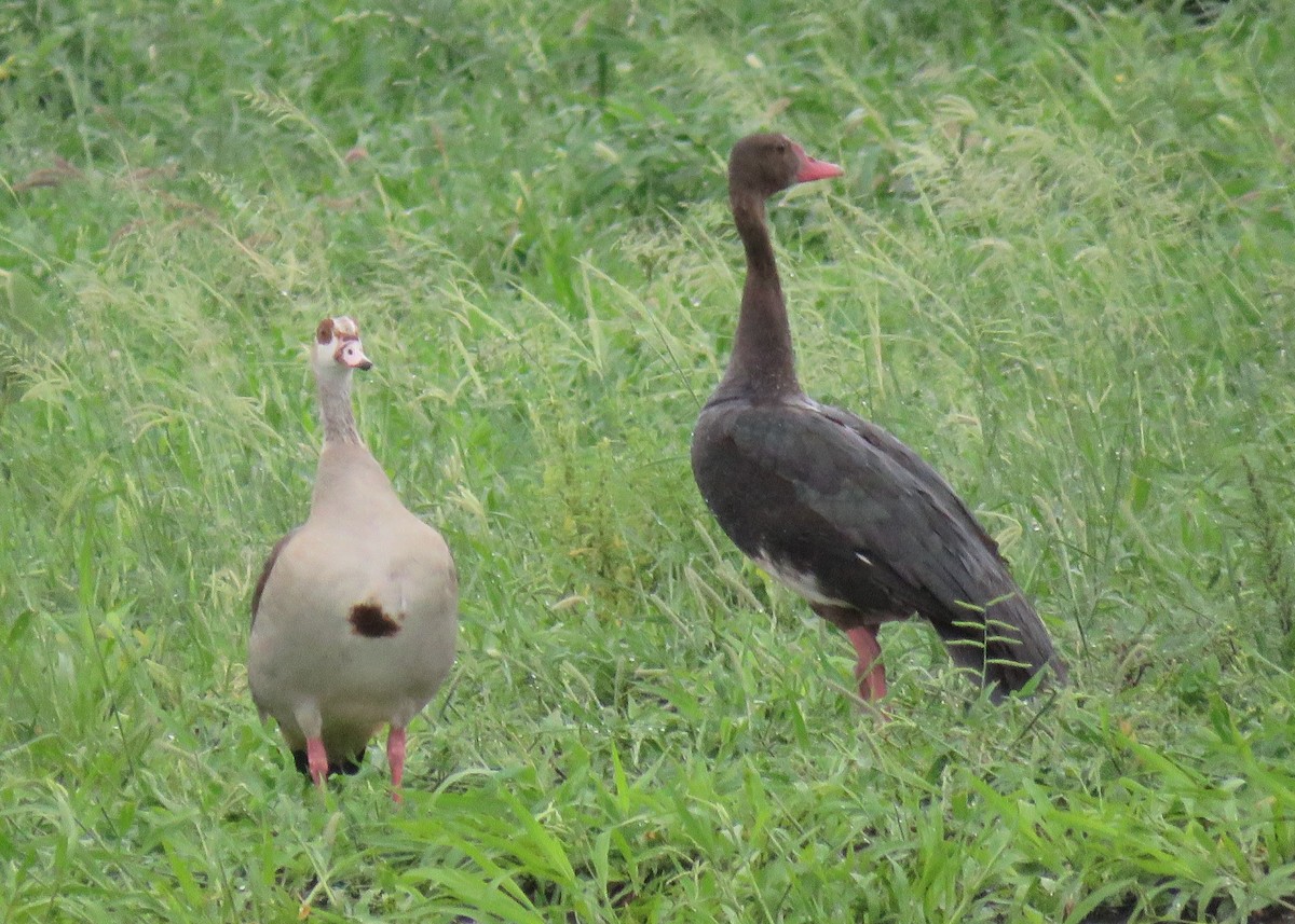 Spur-winged Goose - ML150436451