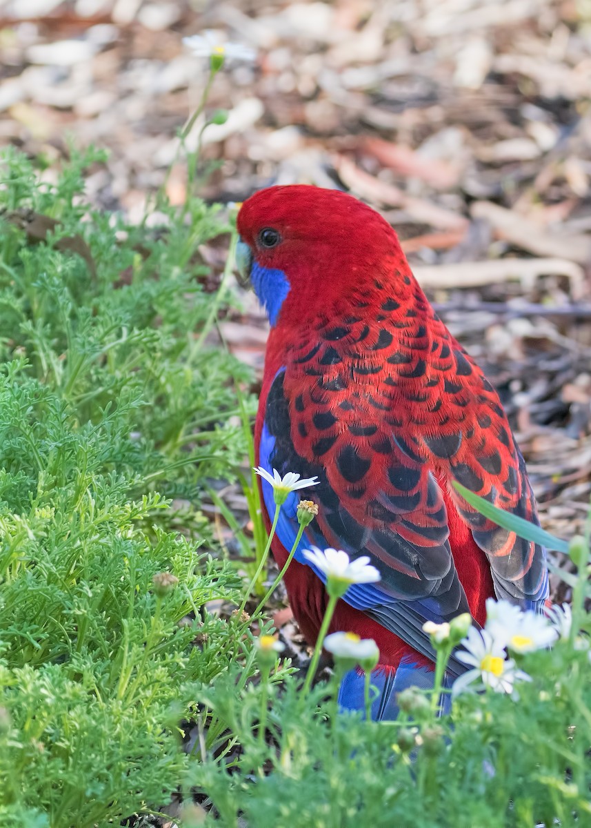 Crimson Rosella - ML150436481