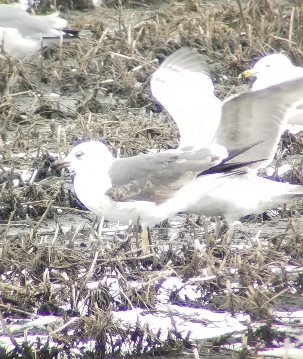 Gaviota Sombría - ML150437221