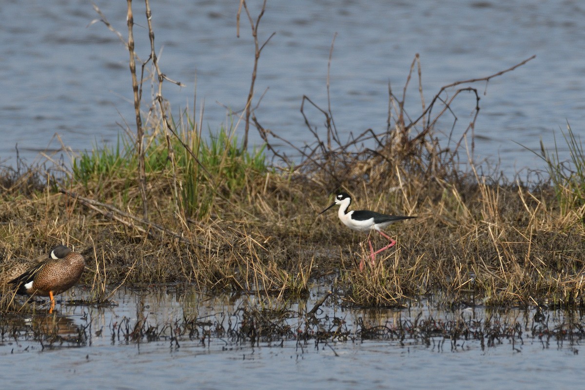 Black-necked Stilt (Black-necked) - ML150438921