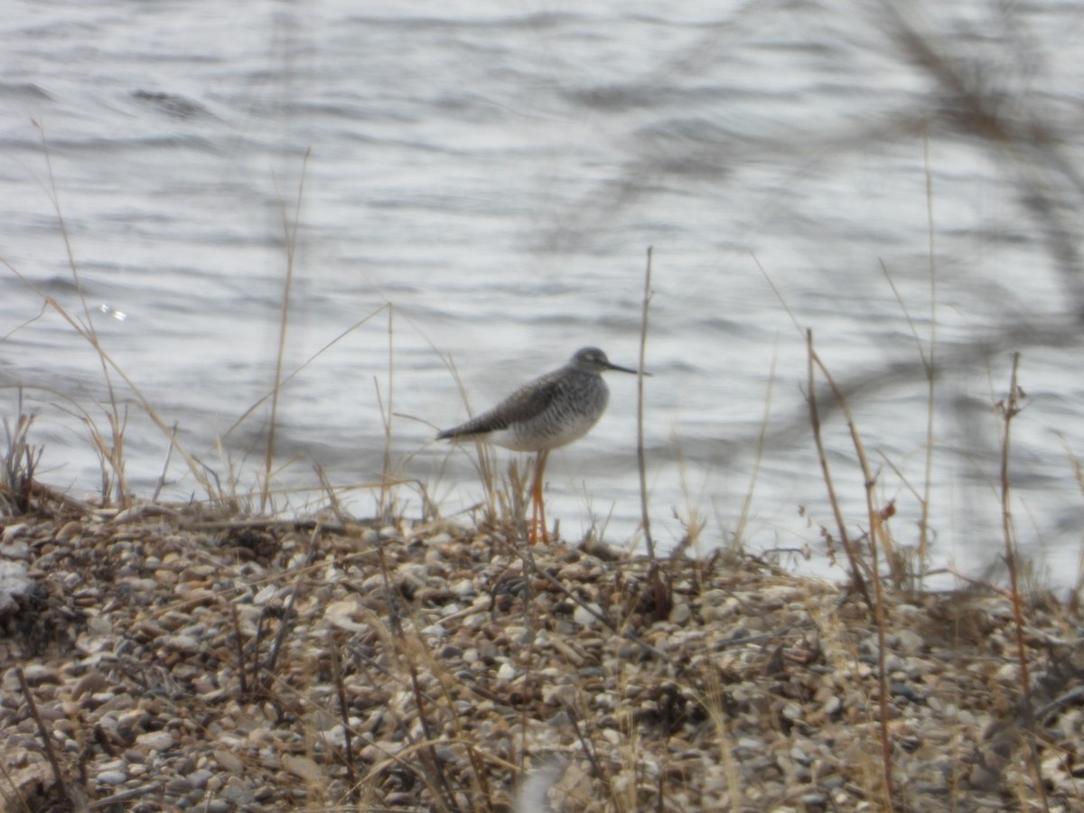 Greater Yellowlegs - ML150438981