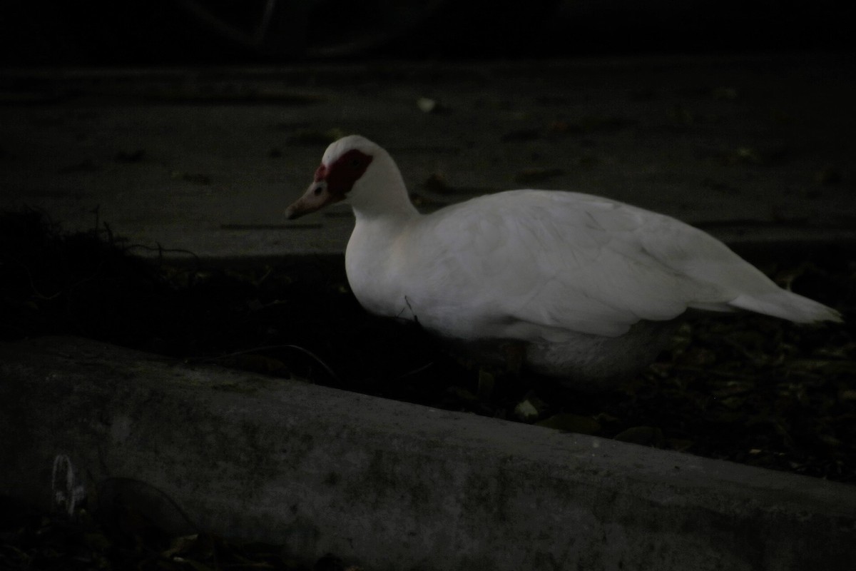 Muscovy Duck (Domestic type) - ML150439241