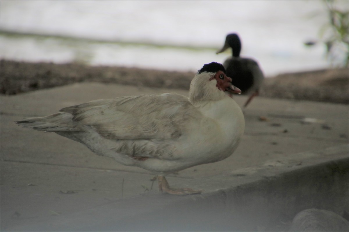 Muscovy Duck (Domestic type) - ML150439271