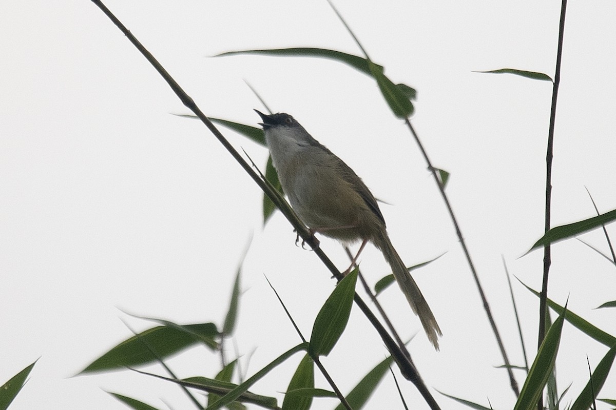 Yellow-bellied Prinia (Chinese) - ML150439911