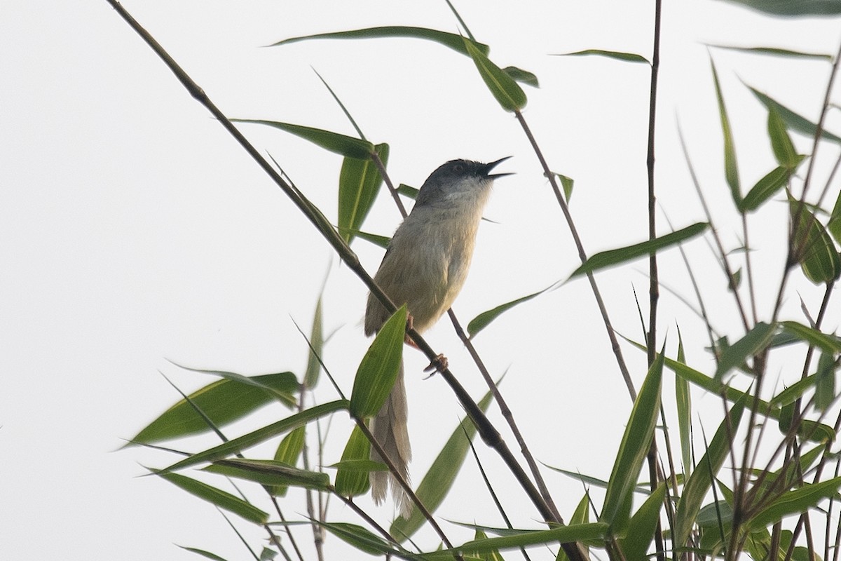 Yellow-bellied Prinia (Chinese) - ML150439961