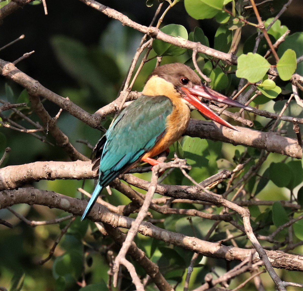 Stork-billed Kingfisher - ML150440691